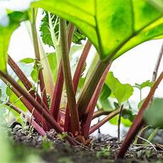 Asparagus Fertilizer
