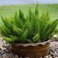 Asparagus Fertilizer