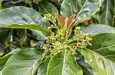 Avocado Fertilizer