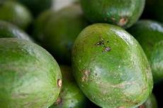 Avocado Fertilizer