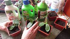 Avocado Fertilizer