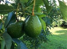 Avocado Fertilizer