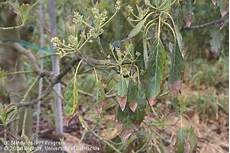 Avocado Fertilizer