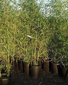 Bamboo Fertilizer