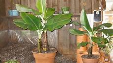 Banana Fertilizer