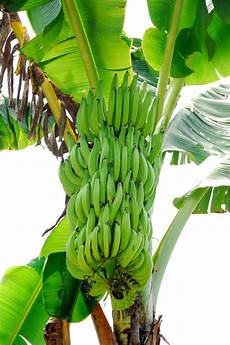 Banana Plant Fertilizer