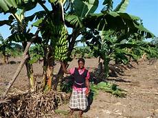 Banana Tree Fertilizer
