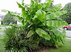 Banana Tree Fertilizer