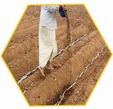 Basal Fertilizers