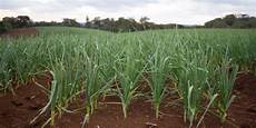 Basal Fertilizers