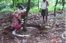 Basal Fertilizers