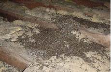 Bat Guano