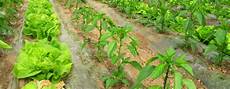 Biological Fertilizers