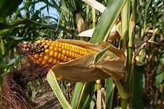 Biological Fertilizers