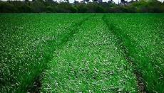 Blended Fertilizer
