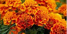Bloom Fertilizer