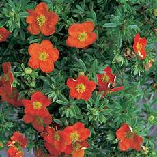 Bloom Fertilizer