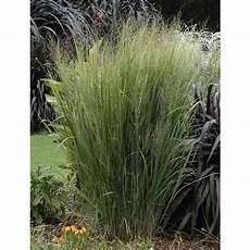 Bloom Fertilizer
