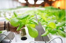 Bloom Nutrients