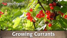 Blueberry Fertilizer