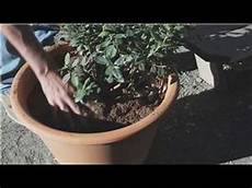 Blueberry Fertilizer