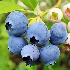 Blueberry Fertilizer