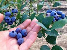Blueberry Fertilizer