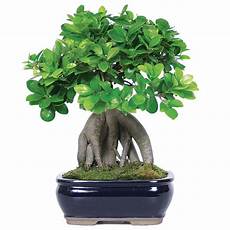 Bonsai Fertilizer