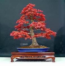 Bonsai Fertilizer