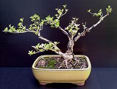 Bonsai Tree Fertilizer