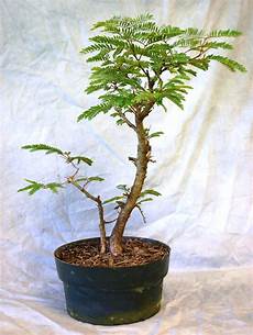 Bonsai Tree Fertilizer