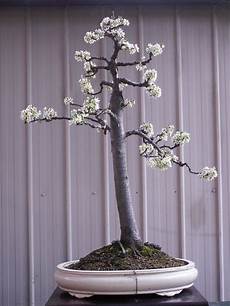 Bonsai Tree Fertilizer