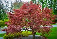 Bonsai Tree Fertilizer