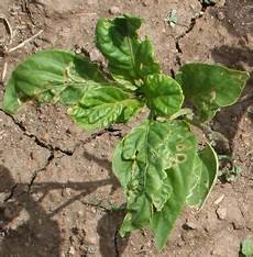 Boron Fertilizer