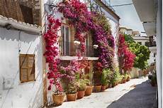 Bougainvillea Fertilizer