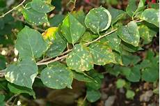 Bougainvillea Fertilizer