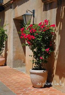 Bougainvillea Fertilizer