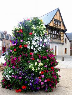 Bougainvillea Fertilizer