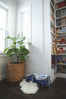 Bounce Back Fertilizer