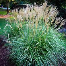 Boxwood Fertilizer