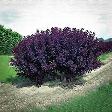 Boxwood Fertilizer