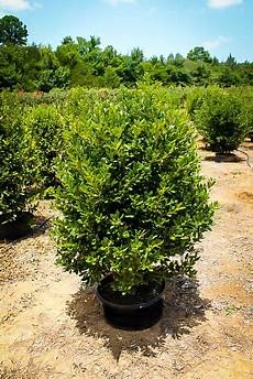 Boxwood Fertilizer