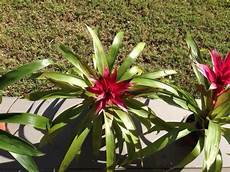 Bromeliad Fertilizer