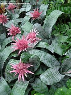 Bromeliad Fertilizer