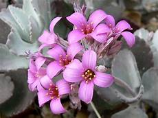 Bromeliad Fertilizer