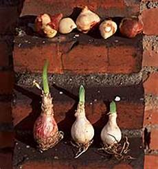 Bulb Fertilizer