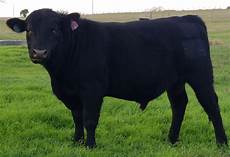 Cattle Fertilizer