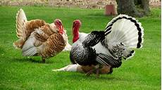 Cattle Fertilizers