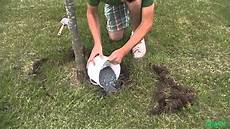 Coconut Fertilizer