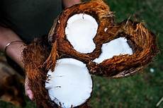 Coconut Fertilizer